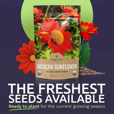 CYBEXIS Sunflower Seed(150 per packet)