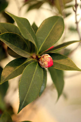 XOLDAA balsam frower Seed(30 per packet)