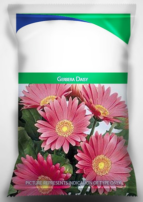 CYBEXIS F1 Gerbera Daisy Flower Seeds Seed(1 g)