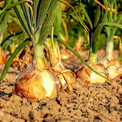 KNESSiN White Onion Seed(200 per packet)