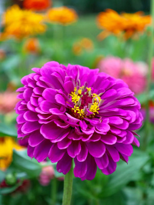 GREENSEA Multi colour Zinnia Flower Seed(45 per packet)
