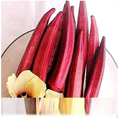 KNESSiN Red okra Heirloom F1 Hybrid Seed(150 per packet)