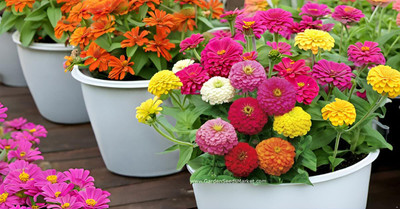 SeedSutra ™️Zinia Flower Seed Hybrid Multiple Colour Seed(40 per packet)