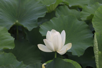 MAA lotus,kamal seeds Seed(5 per packet)