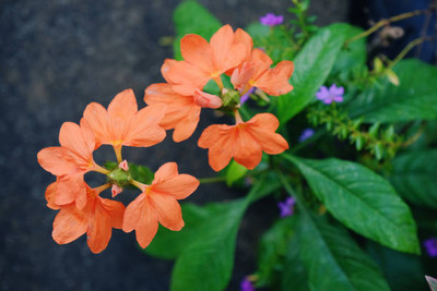 GOYAL GROUP kanakambaram-firecracker-crossandra Seed(33 per packet)