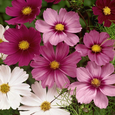 ACMS Cosmos Garden Wild Flower Mix Seed(100 per packet)