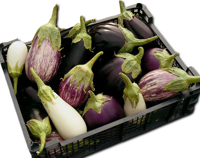 VibeX ® XXL-714 Brinjal Garden Blend Mix Seed(200 per packet)