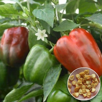 Greenfall High Quality Capsicum Seeds - 24 Seeds for Fresh Home Garden Seed(25 per packet)