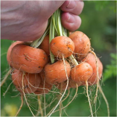 CYBEXIS XLR-40 - Paris Market Carrot - (750 Seeds) Seed(750 per packet)