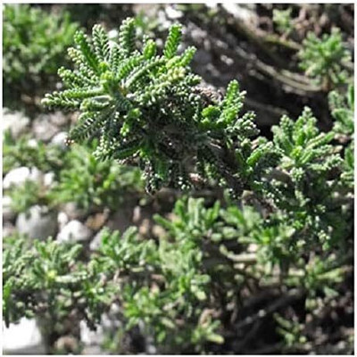 WILLVINE Cotton Lavender/Seeds-[100 Seeds] Seed(100 per packet)