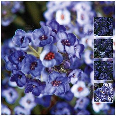 Lorvox Hybrid Sweet Allysum Seed(125 per packet)