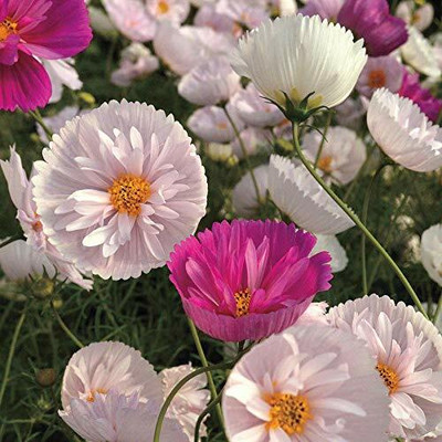 ZIXA Cosmos Cupcakes and Saucers Seed(100 per packet)