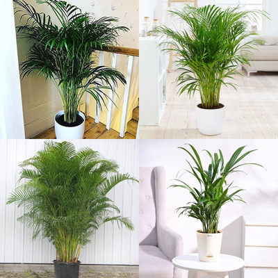 ibains Palm plant seed biij 18 Seed(18 per packet)