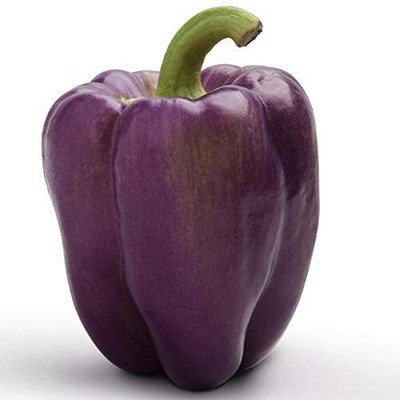 Aywal Purple COLOR SHIMLA MIRCH Seed(80 per packet)
