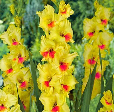 CRGO GLADIOULUS Seed(5 per packet)