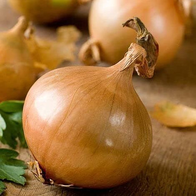 KNESSiN Easy to Grow Onion Ailsa Craig Vegetable Seeds For Gardening-(2400 Seeds) Seed(2400 per packet)