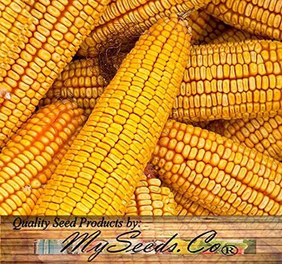 Qualtivate ICRA-7A Reid's Yellow Field Corn Seeds Seed(400 per packet)