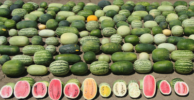 Hybrid Galaxy Fresh Sagar Watermelon F1 Hybrid Quality Seed(100 per packet)