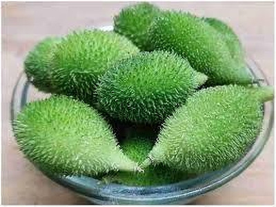 BJUBAS kantola seeds hybrid small pack of 11 Seed(11 per packet)
