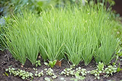 Qualtivate ICRA-9A Bunching Onion Evergreen Seeds Seed(500 per packet)
