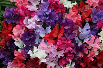 LASMA AROMATIC PEA many COLORS Lathyrus Seed(20 per packet)