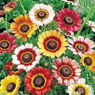 Aywal Chrysanthemum Seed(80 per packet)