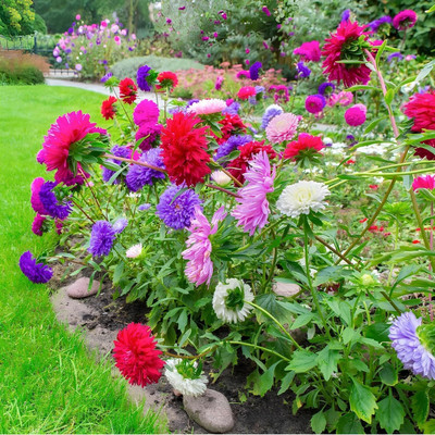 Lorvox Aster Hybrid Flower Seed(20 per packet)