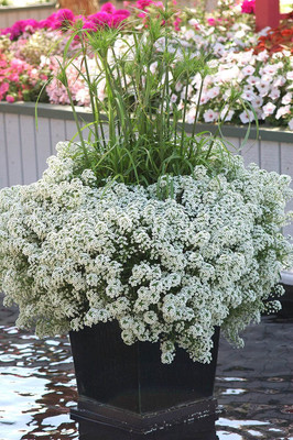 Aywal Alyssum Mixed Hybrid Flower Seed(30 per packet)