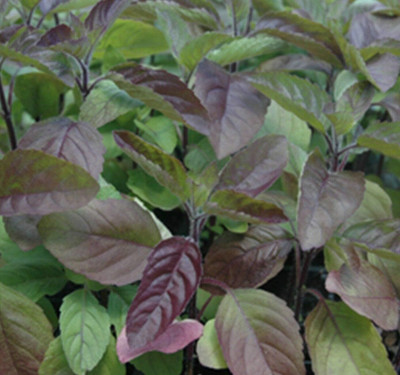 WILLVINE Krishna Tulsi Seeds, Healing Basil-[1000 Seeds] Seed(1000 per packet)