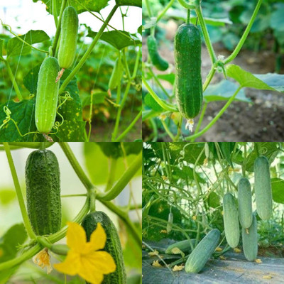 ibains Japanese cucumber seeds Kakari sosa seeds pack of 20 Seed(20 per packet)