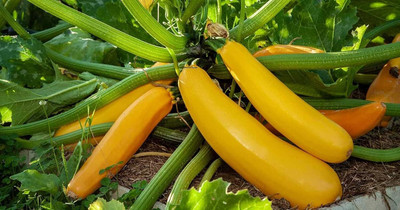 CRGO ZUCCHINI Seed(100 per packet)