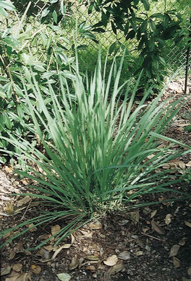 CYBEXIS LXI-22 - Lemon Grass/Lemongrass - (2250 Seeds) Seed(2250 per packet)