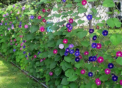 ACCELCROP Morning Glory/Ipomia Flower Mixed F1 Good Germination Seed(100 per packet)
