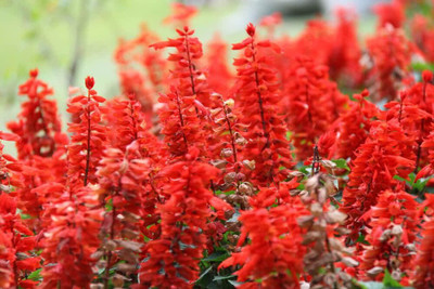 Avysa Red salvia, scarlet sage Seed(50 per packet)