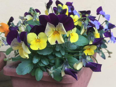 XOLDA Viola flower Seed(36 per packet)