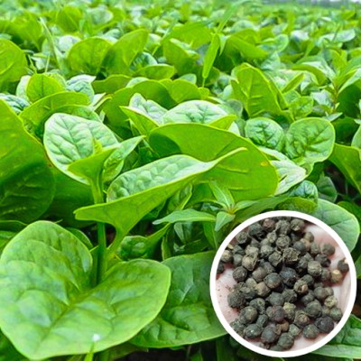 Seedsilk Store Giant Malabar Spinach Seed(50 per packet)