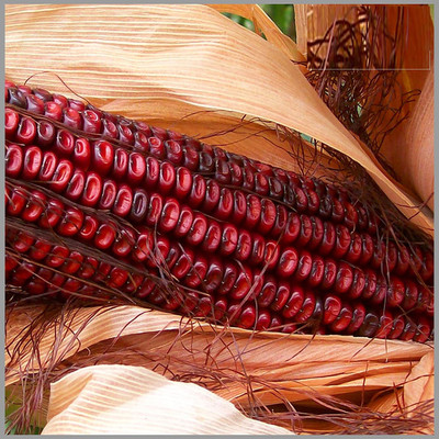 CRGO SWEETCORN , CORN , MAKKA Seed(150 per packet)