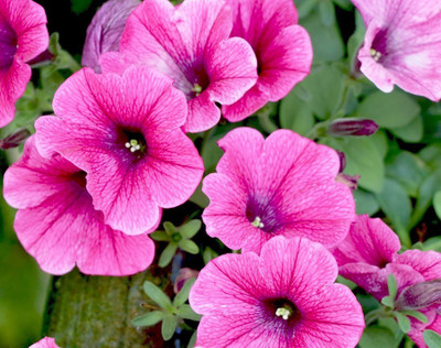 WHADE Pink Petunia Flower Seed(70 per packet)