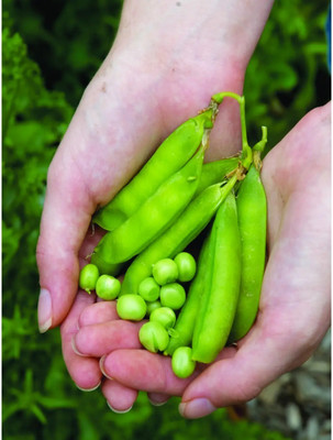 Quentova High Quality Green Peas-CTU-7P Seed(250 per packet)