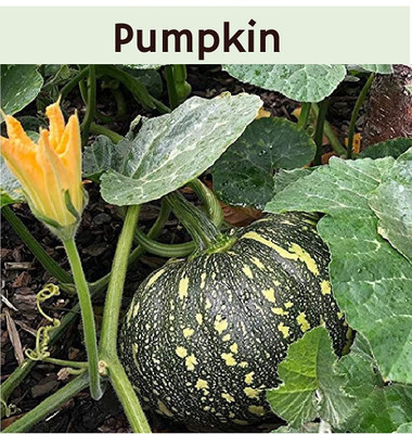 Qualtivate PUAS-2A F1 Hybrid Pumpkin Seeds Seed(50 per packet)