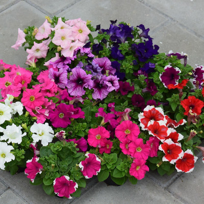 the green dotcom PETUNIA Seed(105 per packet)