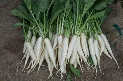 LPR MULI ,WHITE RADISH Seed(20 per packet)