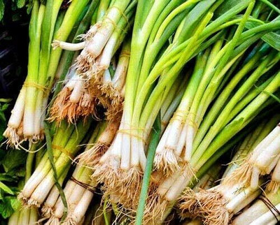 KNESSiN Spring Onion White Lisbon Seed(1250 per packet)