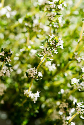 XOLDAA gypsophila flower Seed(100 per packet)