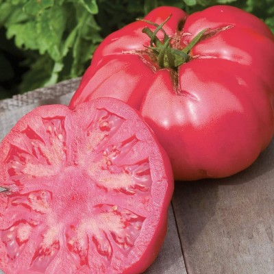 Qualtivate PUAS-7A Caspian Pink' Beefsteak Slicing Tomato Seed(300 per packet)