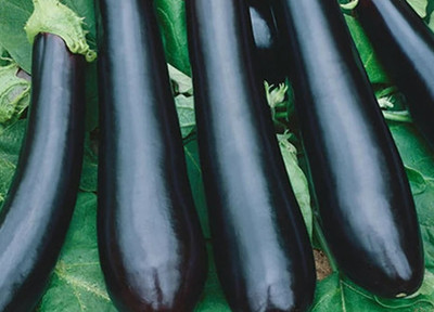 UGRA Brinjal Seed(2000 per packet)