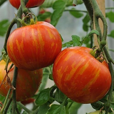 Qualtivate GBPT-5A Tigerella Beefsteak Tomato Giant Seed(300 per packet)