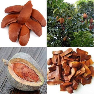 ibains African mahogany tree seeds bij 23 Seed(23 per packet)