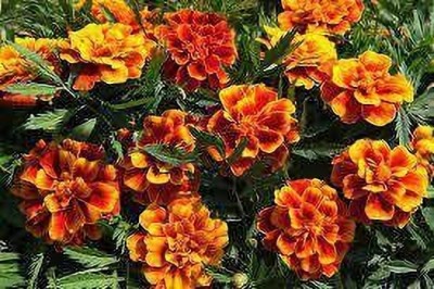 JD AGRO FL-114-F1-HYBRID-MIX--MARIGOLD Seed(40 per packet)