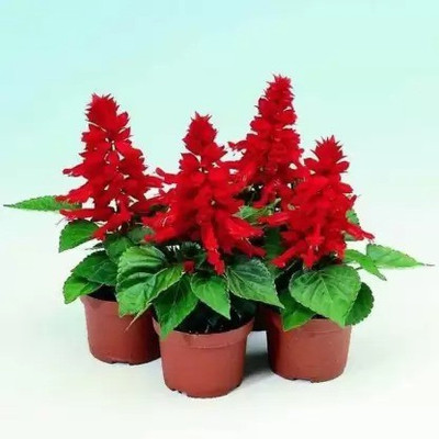 Aro Salvia Seed(65 per packet)